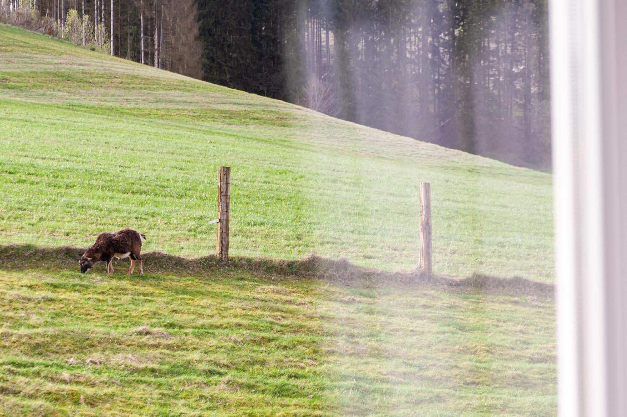 Forellenhof Wald- Und Wiesenquartier Bad Berleburg Ngoại thất bức ảnh